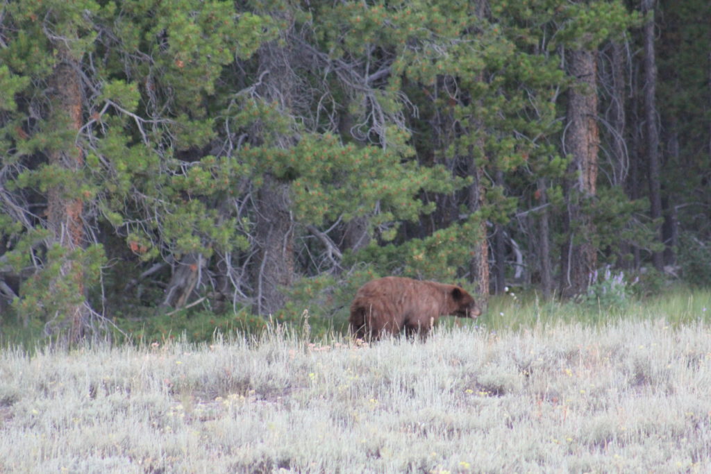 Out for a stroll in Grand Teton National Park