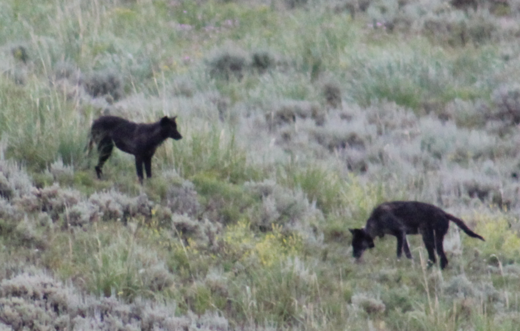 Yellowstone wolves